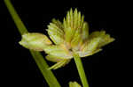 Tropical flatsedge